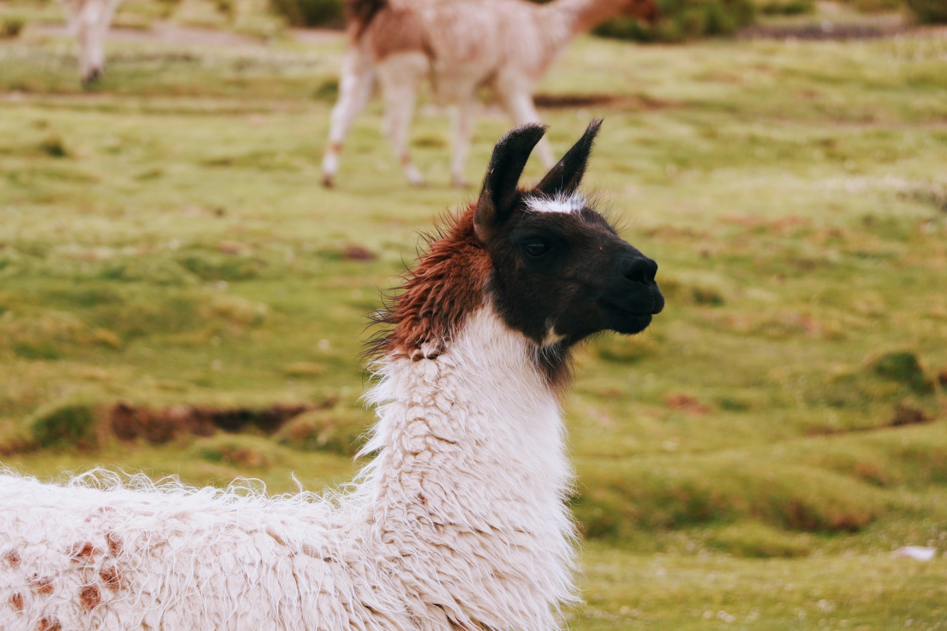 gustavo-lepe-_l9WXTFn4vY-unsplash