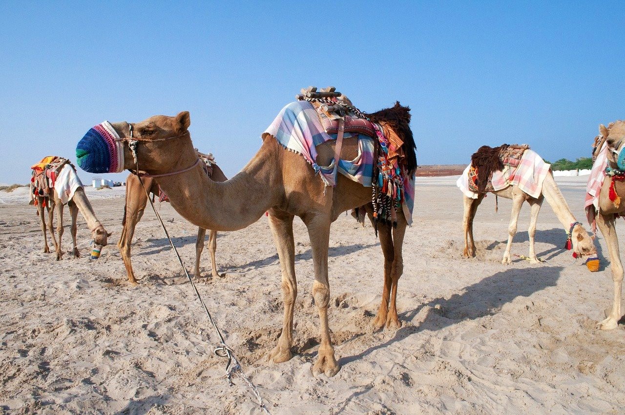 camel-4151926_1280