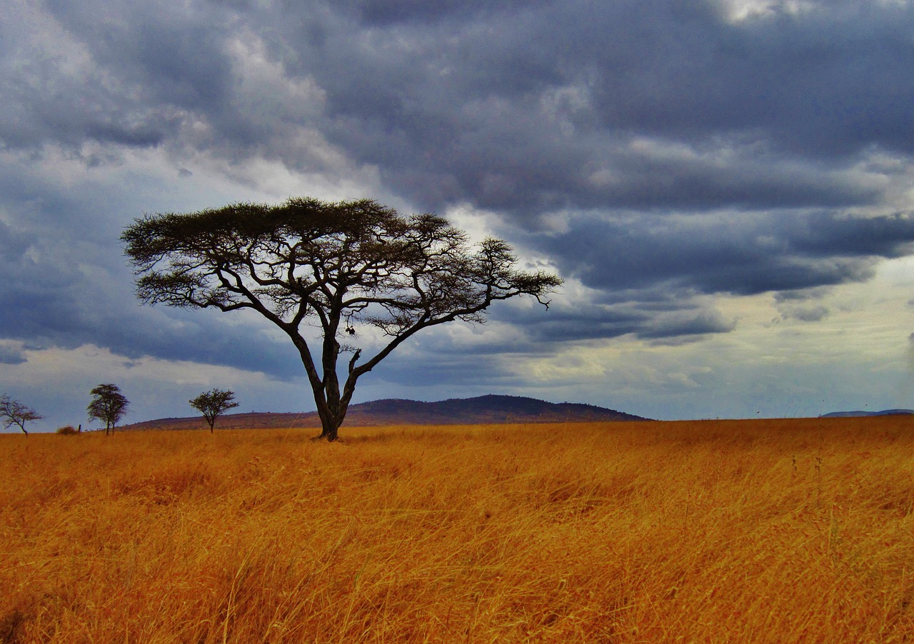 acacia-tree-gd4c621309_1280
