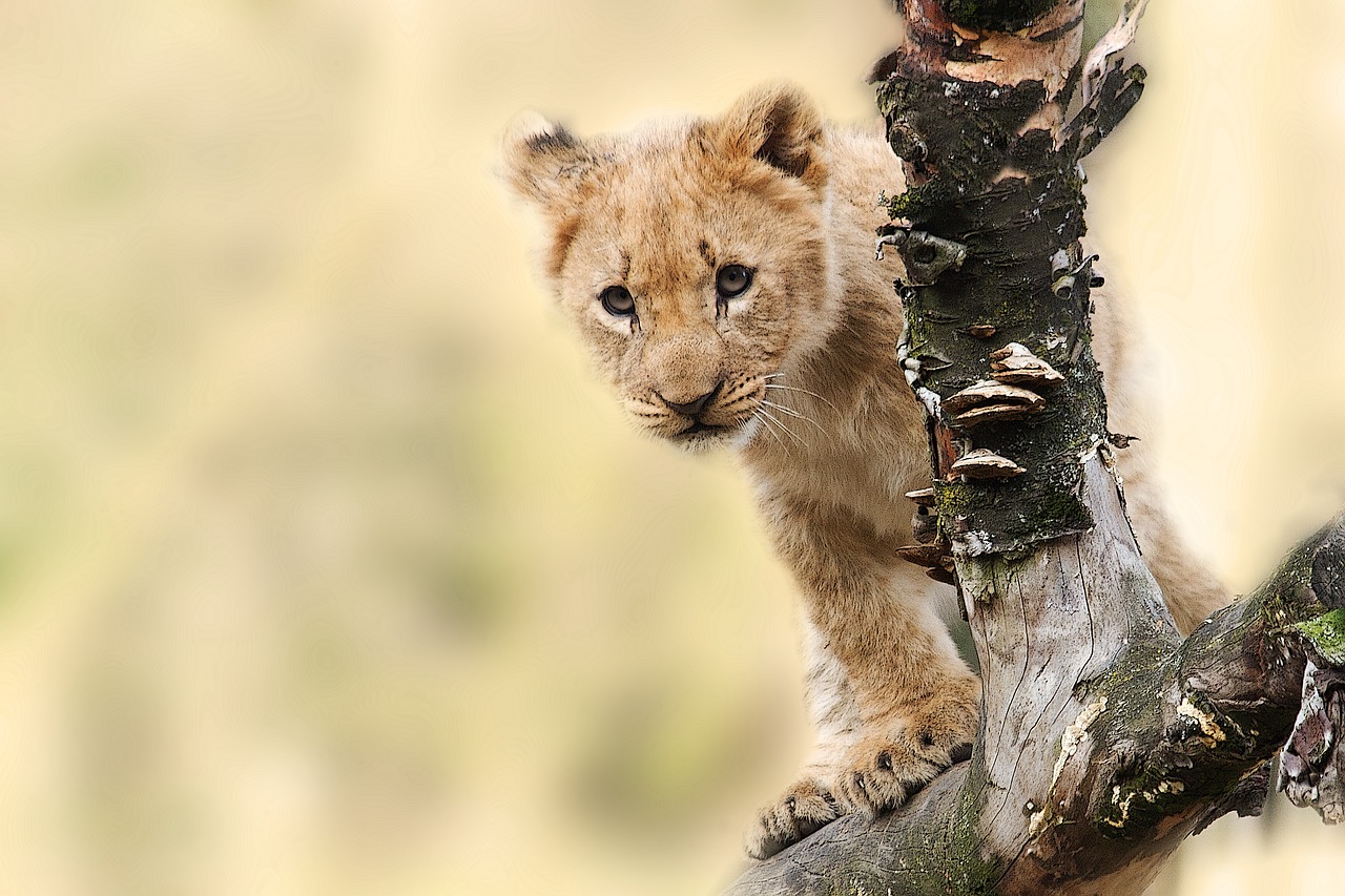 lion-gb856437fc_1280
