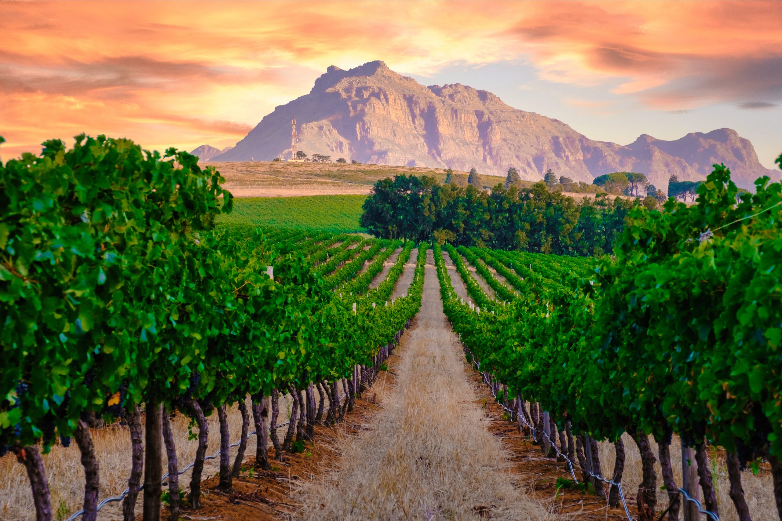 Vineyard landscape at sunset with mountains in Stellenbosch, near Cape Town, South Africa